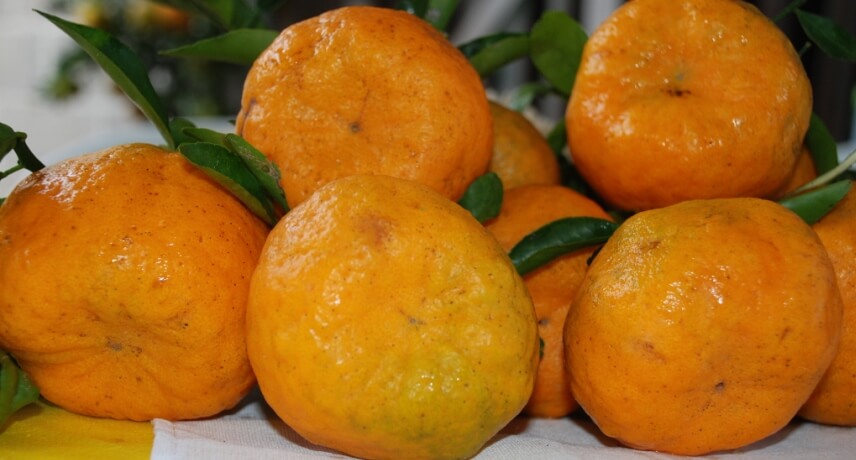25 Fruits of Madeira Island - Tangerine